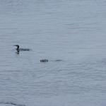 Monterey2016_0096 (April 29, 2016)
